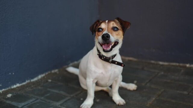 Portrait of cheerful Jack Russell Terrier wearing collar, with its mouth open, protruding ulcer against dark background. Concept for professional dog training, veterinary care, walks, heat summer day.