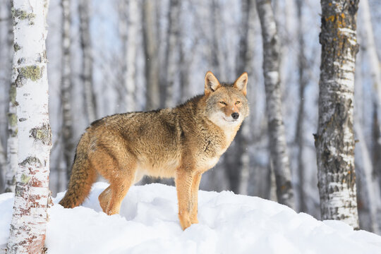Coyote (Canis latrans) Stands in Birch Treeline Looking Out Winter