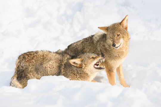 Coyote (Canis latrans) Looks Down at Snarling Packmate Winter