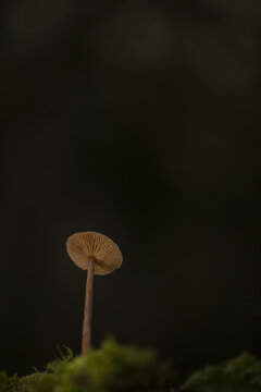 Hampshire, United Kingdom - 08 October 2020: View of a Deceiver mushroom growing from mossy ground in a dark forest setting.