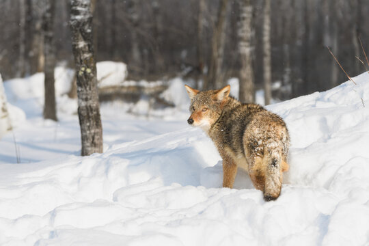 Coyote (Canis latrans) Walking Into Woods Looks Warily Back Over Shoulder Winter