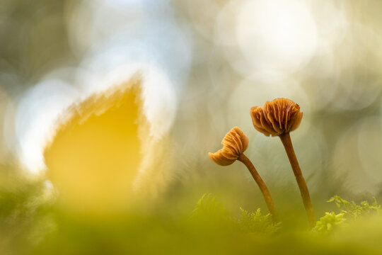 Hampshire, United Kingdom - 08 October 2020: View of two small Deceiver mushrooms growing on mossy forest floor with a blurred yellow leaf in the background.