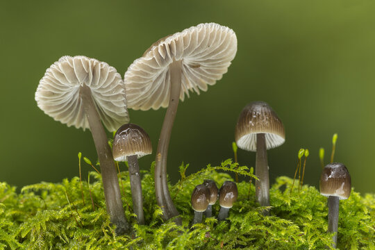 Cambridgeshire, United Kingdom - 06 October 2014: View of Grooved Bonnet Fungi growing on a lush green mossy surface with delicate gills visible.