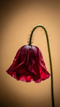 Single drooping deep red poppy flower with spiky green stem against a warm neutral background