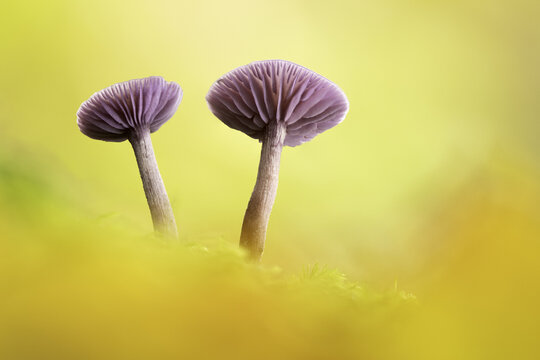 United Kingdom - 08 October 2020: View of two Amethyst Deceiver mushrooms with vibrant purple caps and gills growing in a mossy forest with a soft golden background.