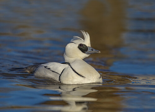 Gloucestershire, United Kingdom - 02 February 2013: View of a male smew swimming in calm blue water, showing its distinctive white plumage with black markings and crest.