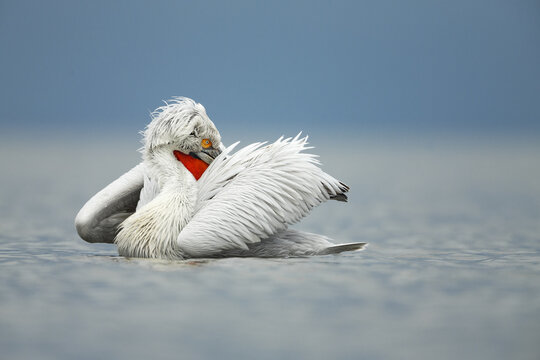 Greece - 25 January 2014: View of a Dalmatian pelican swimming in calm water and preening its white feathers, showing its distinctive orange eye and red throat pouch.