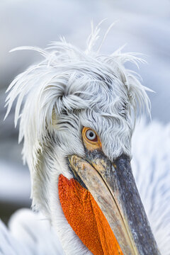 Greece - 25 January 2014: View of a close-up of a Dalmatian pelican showing its distinctive orange throat pouch, white plumage, and piercing blue eye.