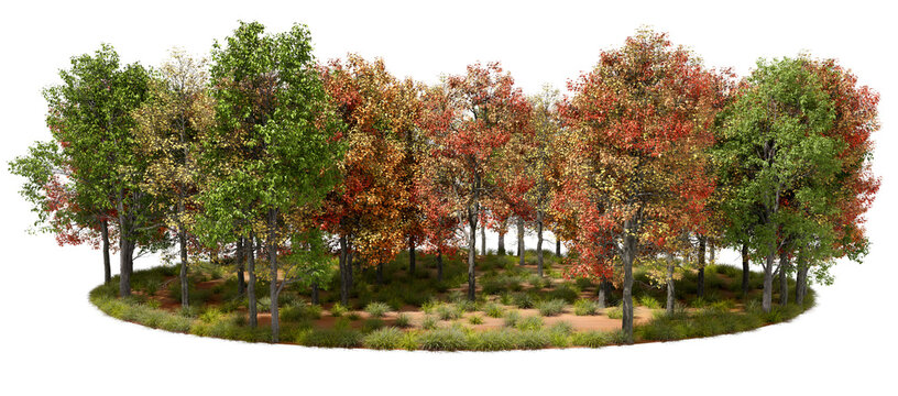 Scenic autumnal seasonal forest trees on transparent backgrounds 3d rendering png