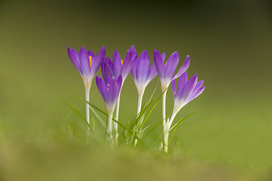 Brackley, England, United Kingdom - 07 March 2018: View of purple crocus flowers blooming in a grassy field during early spring.