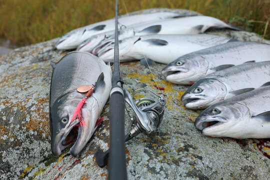 Fresh catch of Coho salmon fish on a successful fishing trip in Alaska
