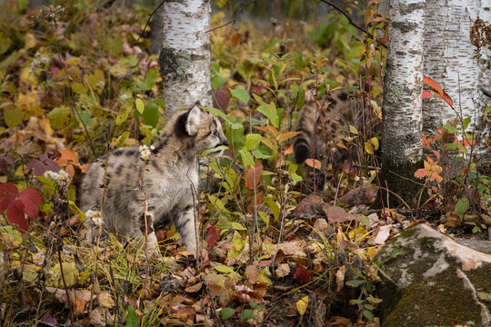 Cougar Kitten (Puma concolor) Looks to Right in Birch Forest Autumn