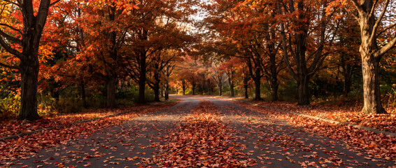 Obraz premium A quiet autumn road lined with colorful trees, blanketed in fallen leaves under warm sunlight.