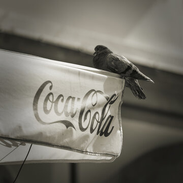 Sonnenschirm des Getr&auml;nkeunternehmens Coca-Cola mit einer Taube vor einem Restaurant in der Altstadt von Prag