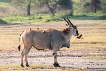 Eland antelope and oxpecker birds, symbiotic relationship, Serengeti © sylvain