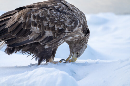 Hokkaido in inverno, animali selvatici e territori poetici d'inverno ricoperti di neve
