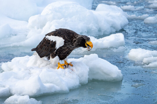 Hokkaido in inverno, animali selvatici e territori poetici d'inverno ricoperti di neve
