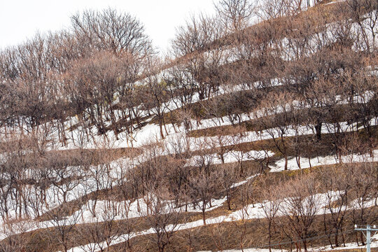 Hokkaido, paesaggio invernale giapponese con neve e silenzio