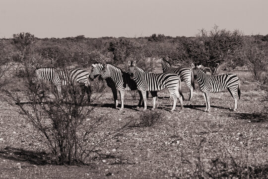 Viaggio nel deserto della Namibia, dune animali selvatici, deserto e panorami