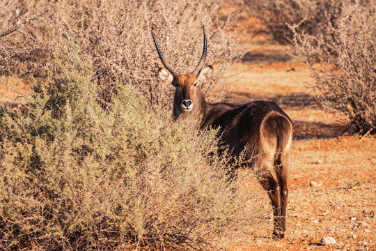 Viaggio nel deserto della Namibia, dune animali selvatici, deserto e panorami