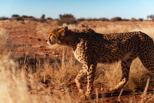Viaggio nel deserto della Namibia, dune animali selvatici, deserto e panorami