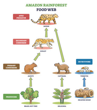 Amazon rainforest food web illustrates energy flow with jaguar, ocelot, and capybara over producers and detritivores, using arrows to show trophic links. Outline diagram