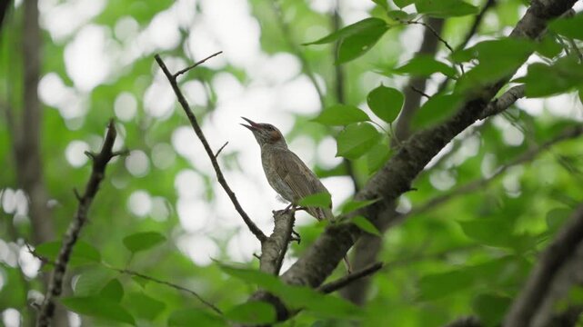 Brown Eared Bulbul Singing Loudly Perched on Tree Branch 4K