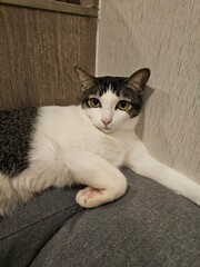 cat on a chair © tanatip