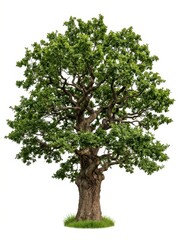 Obraz premium Majestic Old Oak Tree with Lush Green Foliage Isolated on White Background for Nature and Environment Design