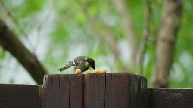 Great Tit Taking Large Chickpea from Bird Feeder in Slow Motion 4K