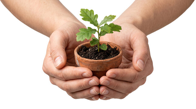 Young oak tree sapling in terracotta pot held in hands, green plant sprout for environmental growth, gardening and reforestation concept isolated PNG with Transparent Background