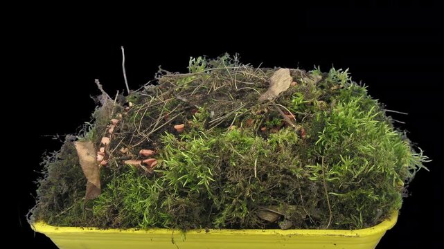 4K time lapse of yellow oyster mushrooms growing and fruiting on a moss-covered forest floor, from first appearance to mature clusters, isolated on a black background.