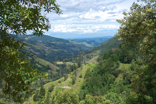 Lush green valley framed by tree branches in the Cocora Valley, Colombia, with towering wax palms in the distance, inviting nature lovers on a scenic hiking adventure