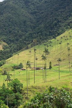 Small farmhouse surrounded by towering wax palms in the lush green Cocora Valley, Colombia, with grazing livestock in the distance, capturing the tranquil beauty of this mountain countryside