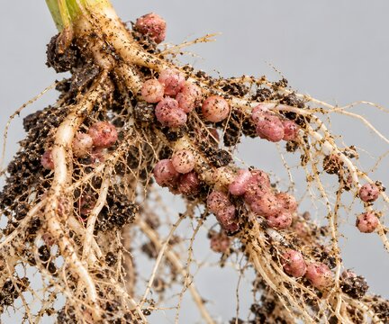 Macro view of soybean root nodules formed by Bradyrhizobium, symbol of biological nitrogen fixation in agriculture.