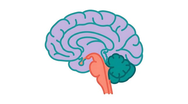 Illustration of human brain anatomy showing cerebellum and brainstem sections
