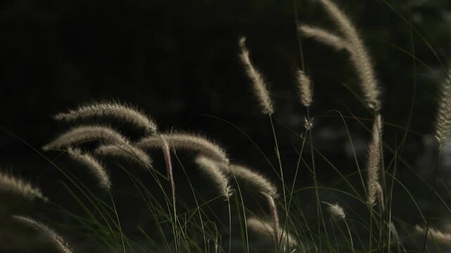 Slow motion feather Grass. White grass flowers sway gently in breeze by warm sunlight. Blurry background of hill trees and sky. Tranquil natural outdoor slow motion. Close up nature grass background.