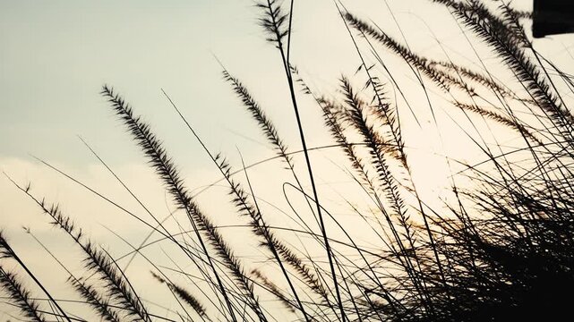 Slow motion feather Grass. White grass flowers sway gently in breeze by warm sunlight. Blurry background of hill trees and sky. Tranquil natural outdoor slow motion. Close up nature grass background.
