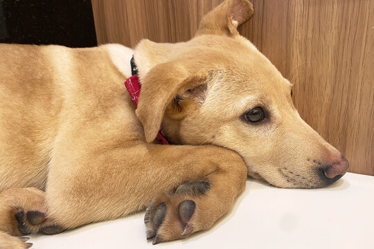 A light tan dog lies quietly on a white surface, resting its head on its front paws beside wooden paneling.