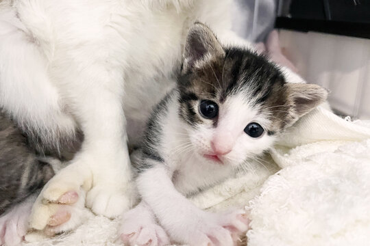 A tiny tabby and white kitten looks at camera, resting beside mother cat on soft white towel.