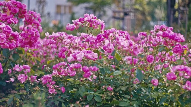 Pink rose bushes swaying in the wind, panning shot.