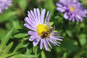 Bee collecting pollen from a purple flower outdoors © Ana