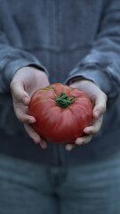 Hands carefully holding a large ripe red tomato, showcasing fresh organic produce ideal for farm,...