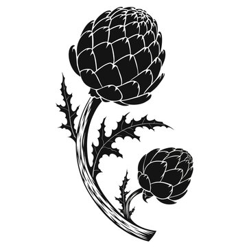 Premium Globe Artichoke and Thistle Leaf Botanical Silhouette Vector