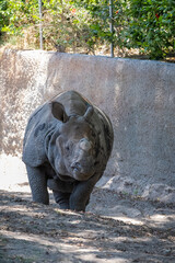 A powerful Greater One-Horned Rhinoceros captured walking outdoors in its natural habitat enclosure under bright sunlight, showcasing its impressive size and distinctive skin folds. © Enrique