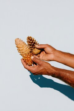Christmas decorations held by hands with brown skin, featuring natural pine cones and sharp blue shadows on a white background for seasonal styling