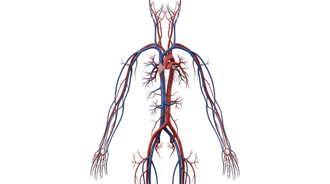 Human circulatory system model showing heart veins and arteries for medical education and science study.