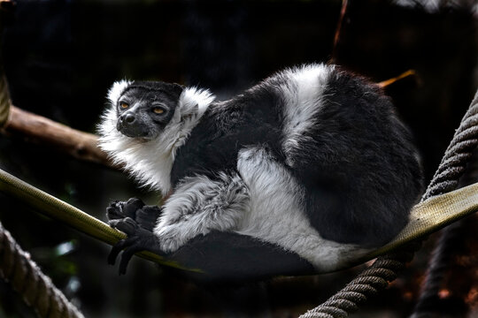 Black-and-white ruffed lemur on the rope. Latin name - Varecia variegata