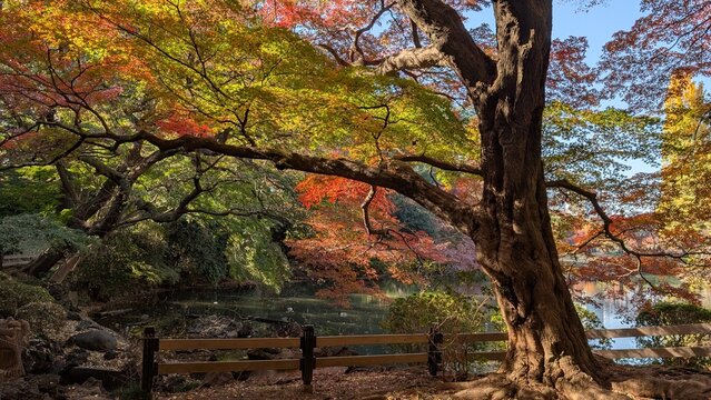 Paisaje oto&ntilde;al en parque Japon&eacute;s de Arce con hojas rojas y doradas