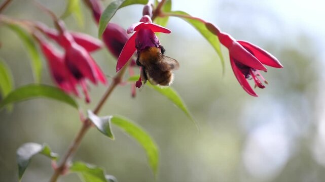 A_BEE_GATHERS_4_4K_60FPS_H264